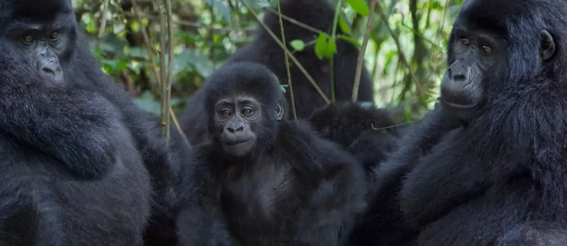 Primate Sanctuary Tour