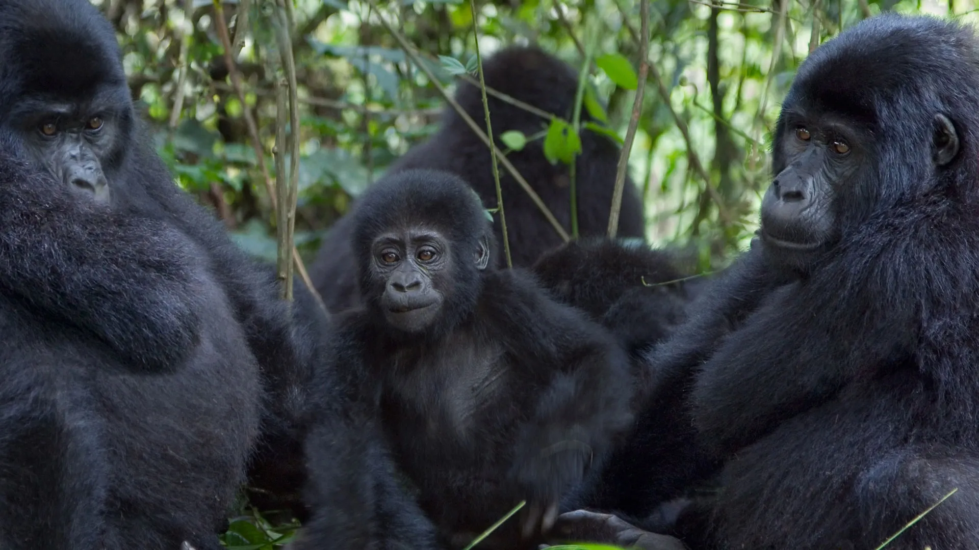 Primate Sanctuary Tour