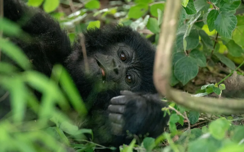 Rwanda Express Gorilla Tour