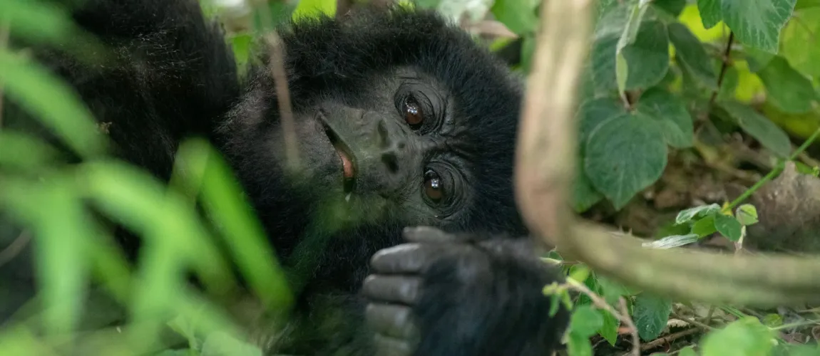 Rwanda Express Gorilla Tour