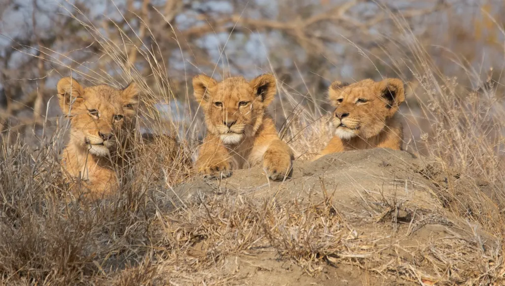Cape Town & Kruger Safari