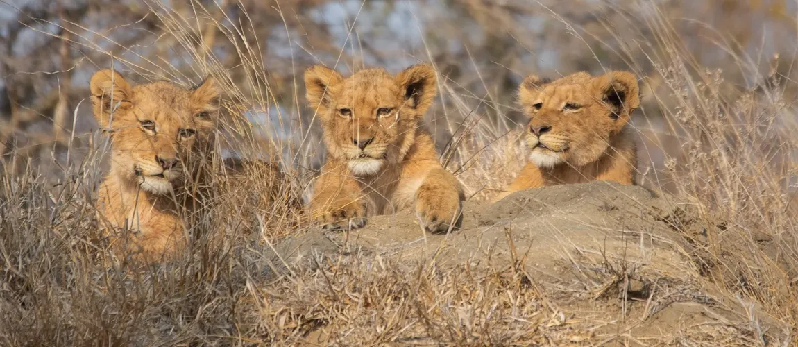 Cape Town & Kruger Safari