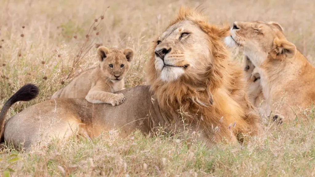 Kruger & Sabi Sands Big Five