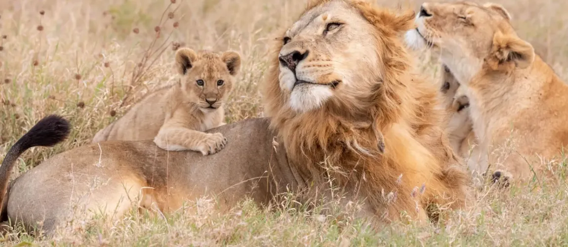 Kruger & Sabi Sands Big Five