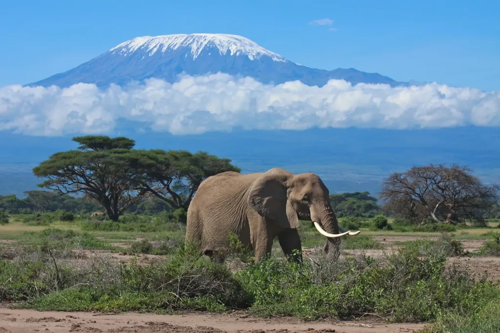 Kilimanjaro Summit Machame
