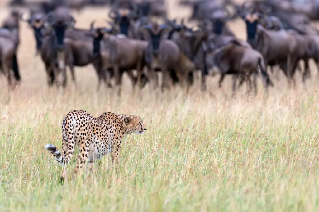 Southern Circuit Selous & Ruaha