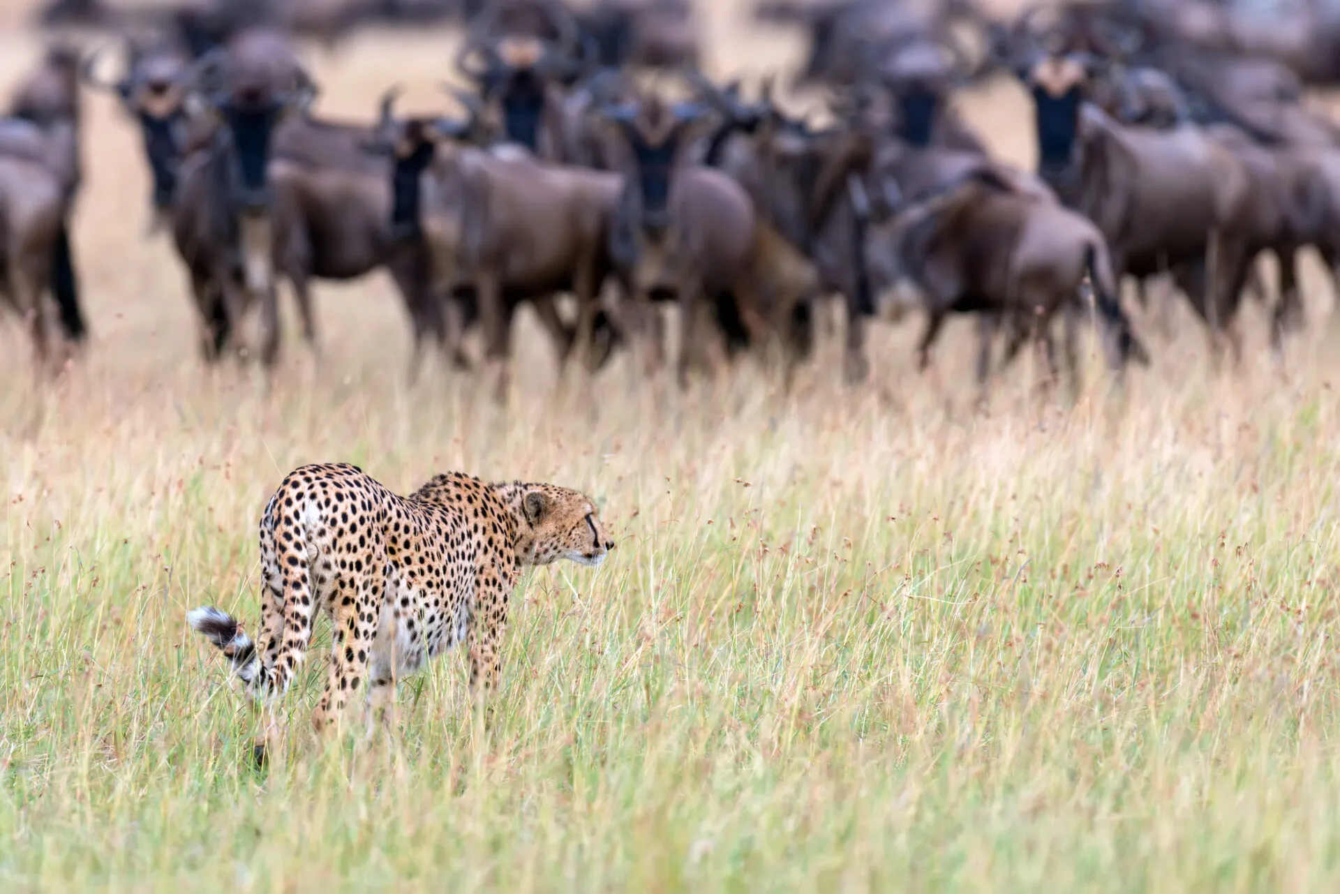 Southern Circuit Selous & Ruaha