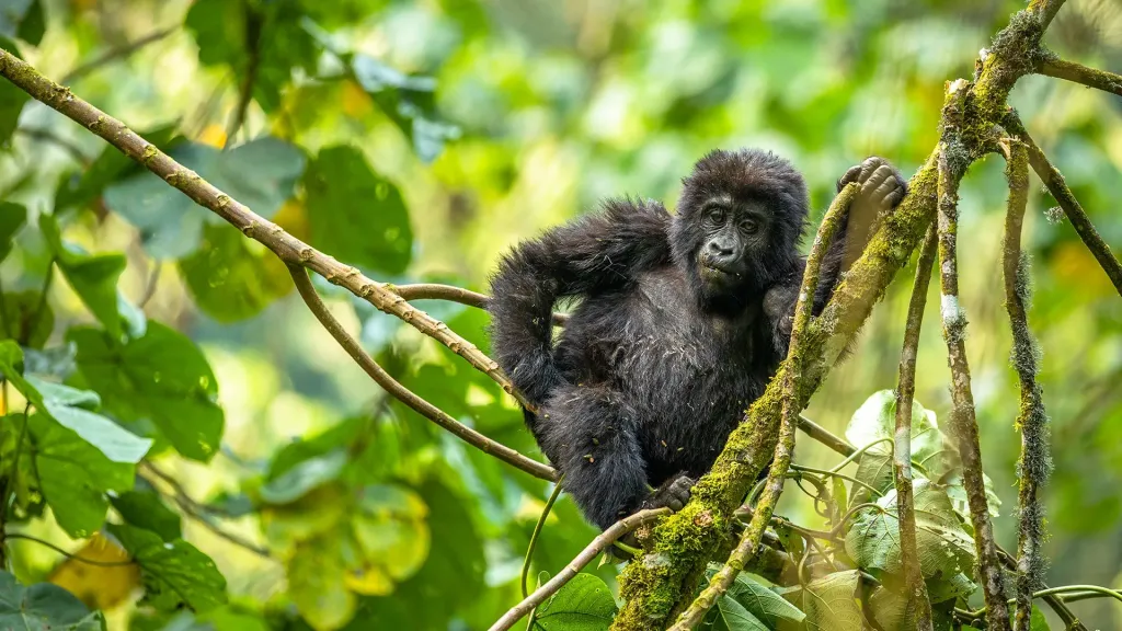 Gorillas & Safari Luxury