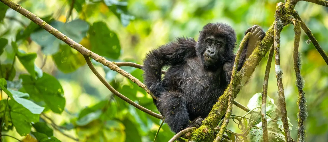 Gorillas & Safari Luxury