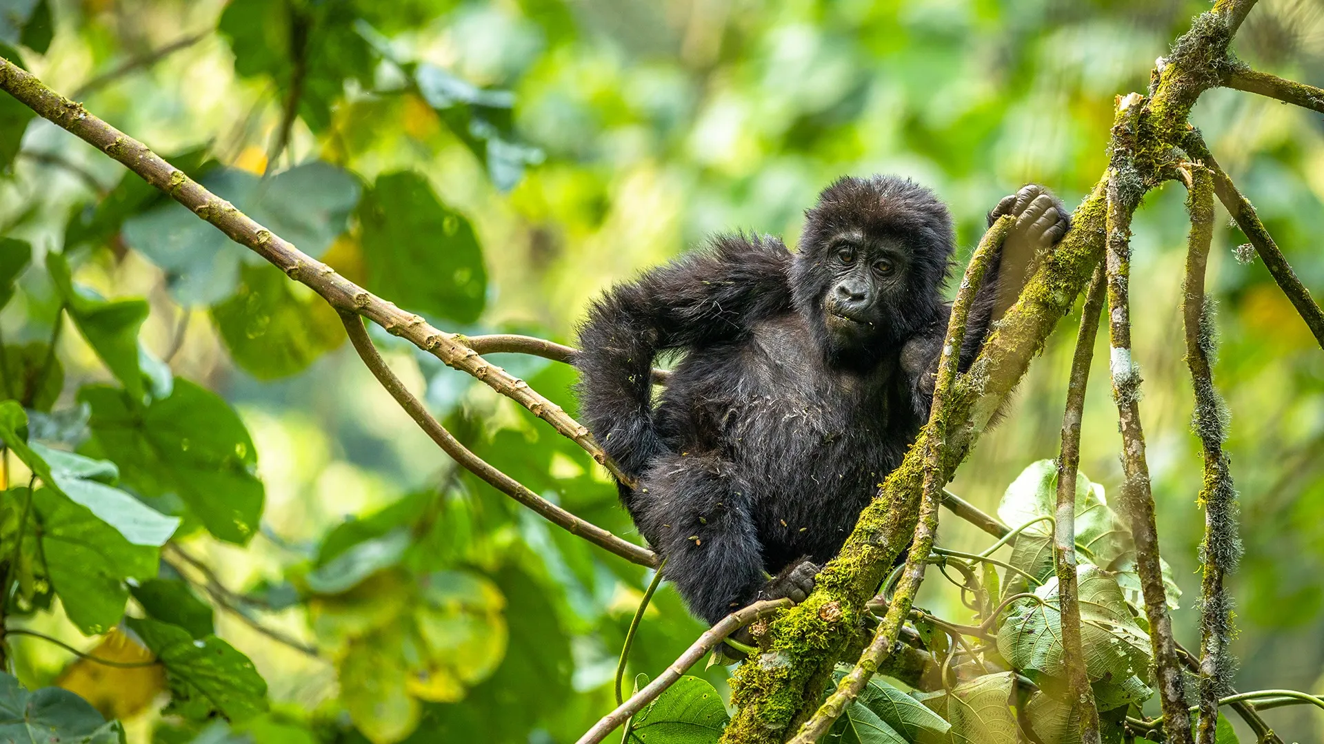 Gorillas & Safari Luxury