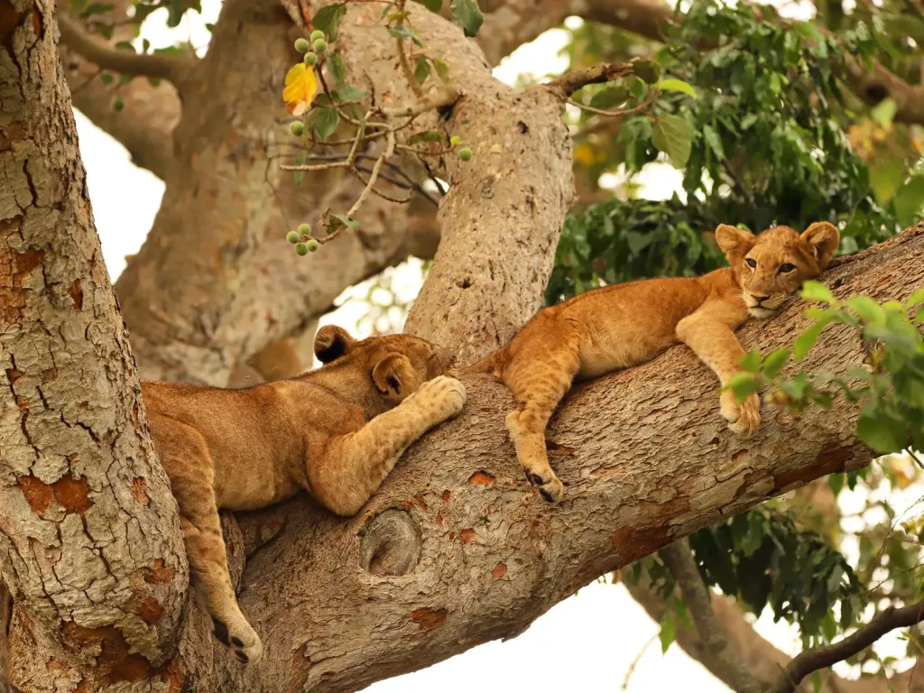 Queen Elizabeth & Ishasha Wilderness