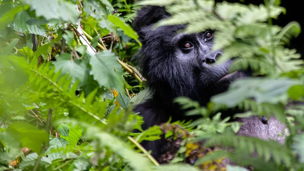 Uganda Gorilla Safari