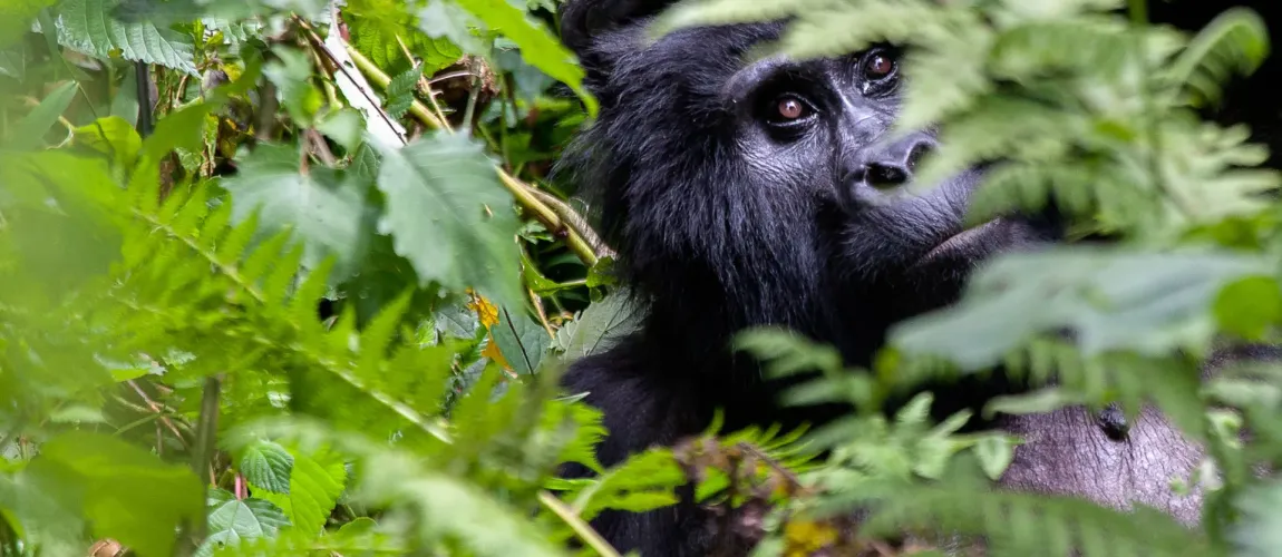 Uganda Gorilla Safari