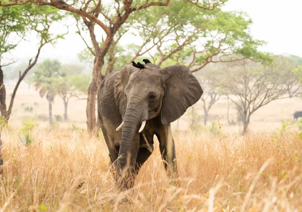 Ultimate Uganda Explorer