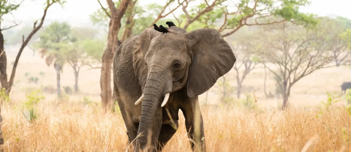 Ultimate Uganda Explorer