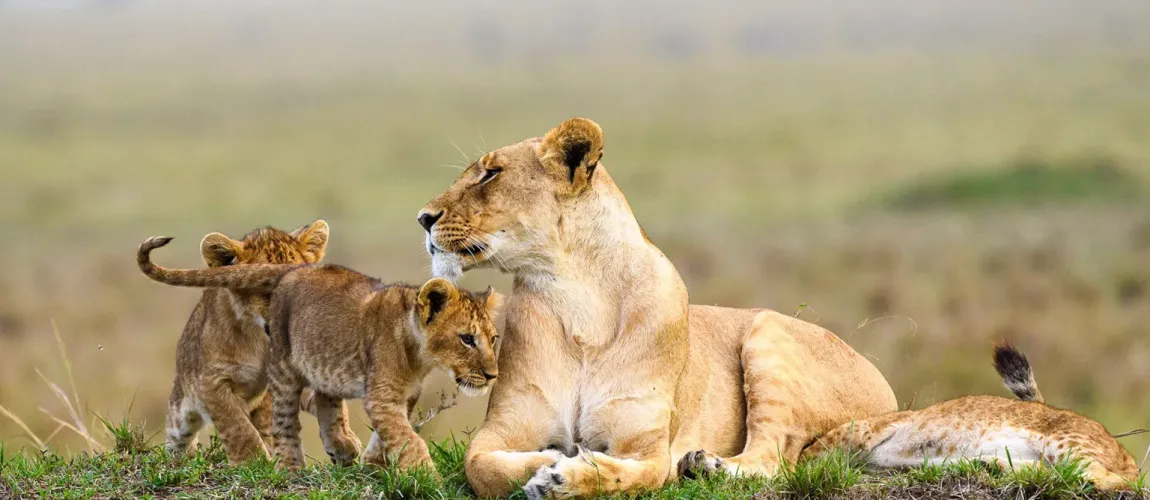 Ultimate Kenya Safaris Guide (2026): Packages, Prices, Parks, Big Five & Great Migration