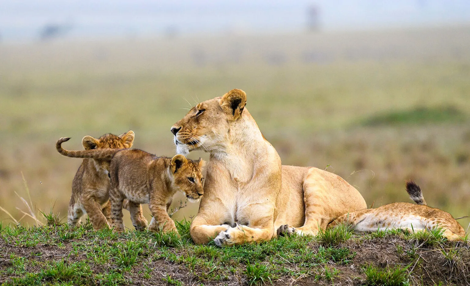 Ultimate Kenya Safaris Guide (2026): Packages, Prices, Parks, Big Five & Great Migration