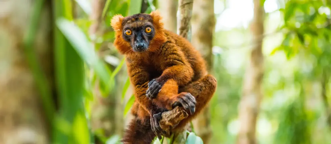 Ultimate Madagascar Safaris Guide (2026): Packages, Prices, National Parks, Lemurs & Wildlife