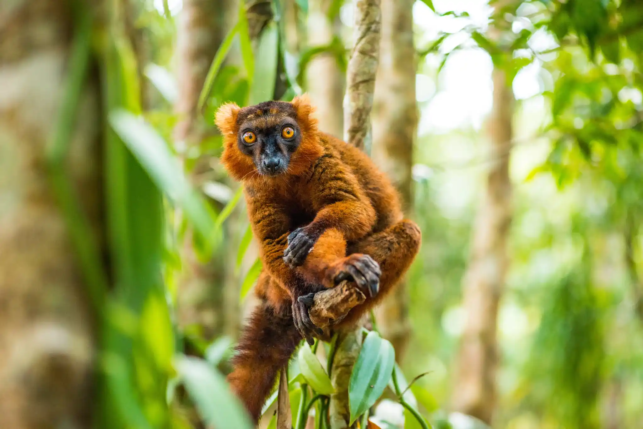 Ultimate Madagascar Safaris Guide (2026): Packages, Prices, National Parks, Lemurs & Wildlife