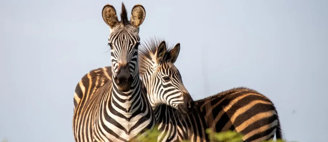 Ultimate Malawi Safaris Guide (2026): Packages, Prices, Wildlife, Lake Malawi & Best Time to Visit