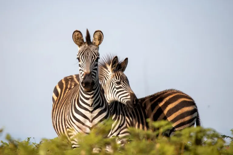 Ultimate Malawi Safaris Guide (2026): Packages, Prices, Wildlife, Lake Malawi & Best Time to Visit