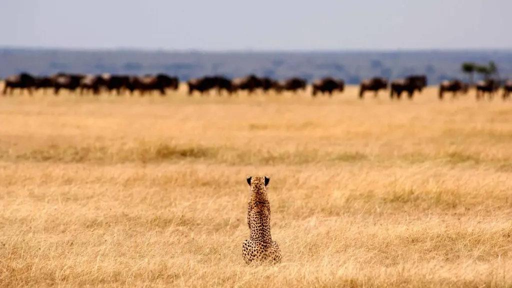 Ripple Safaris Experience