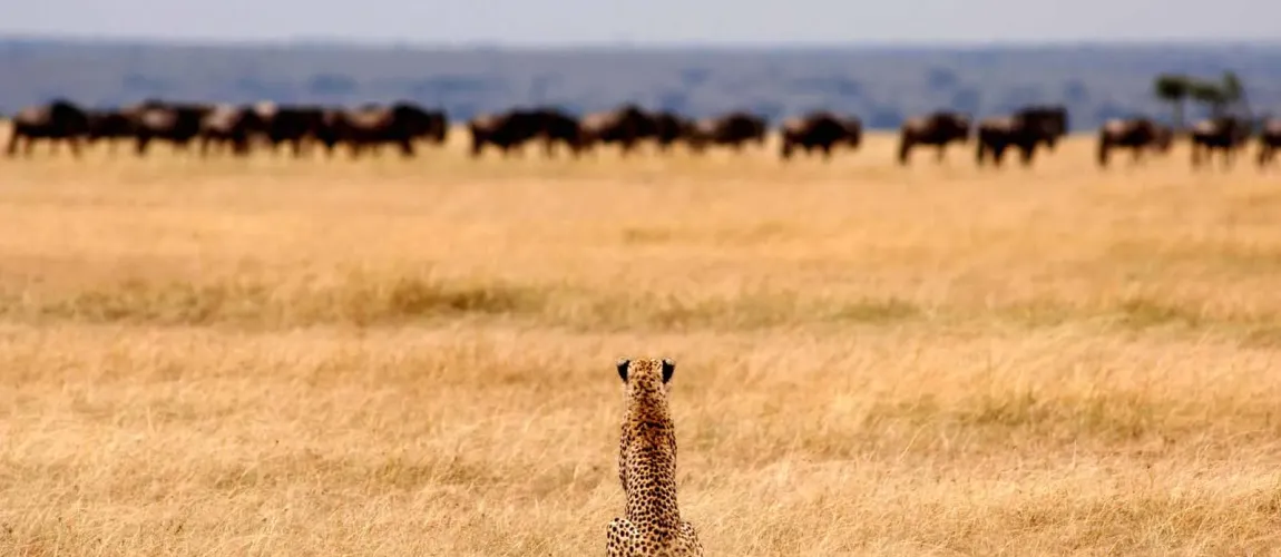 Ultimate Tanzania Safaris Guide (2026): Packages, Prices, National Parks, Big Five & Great Migration