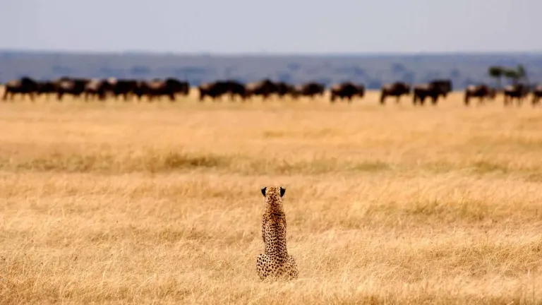 Ultimate Tanzania Safaris Guide (2026): Packages, Prices, National Parks, Big Five & Great Migration