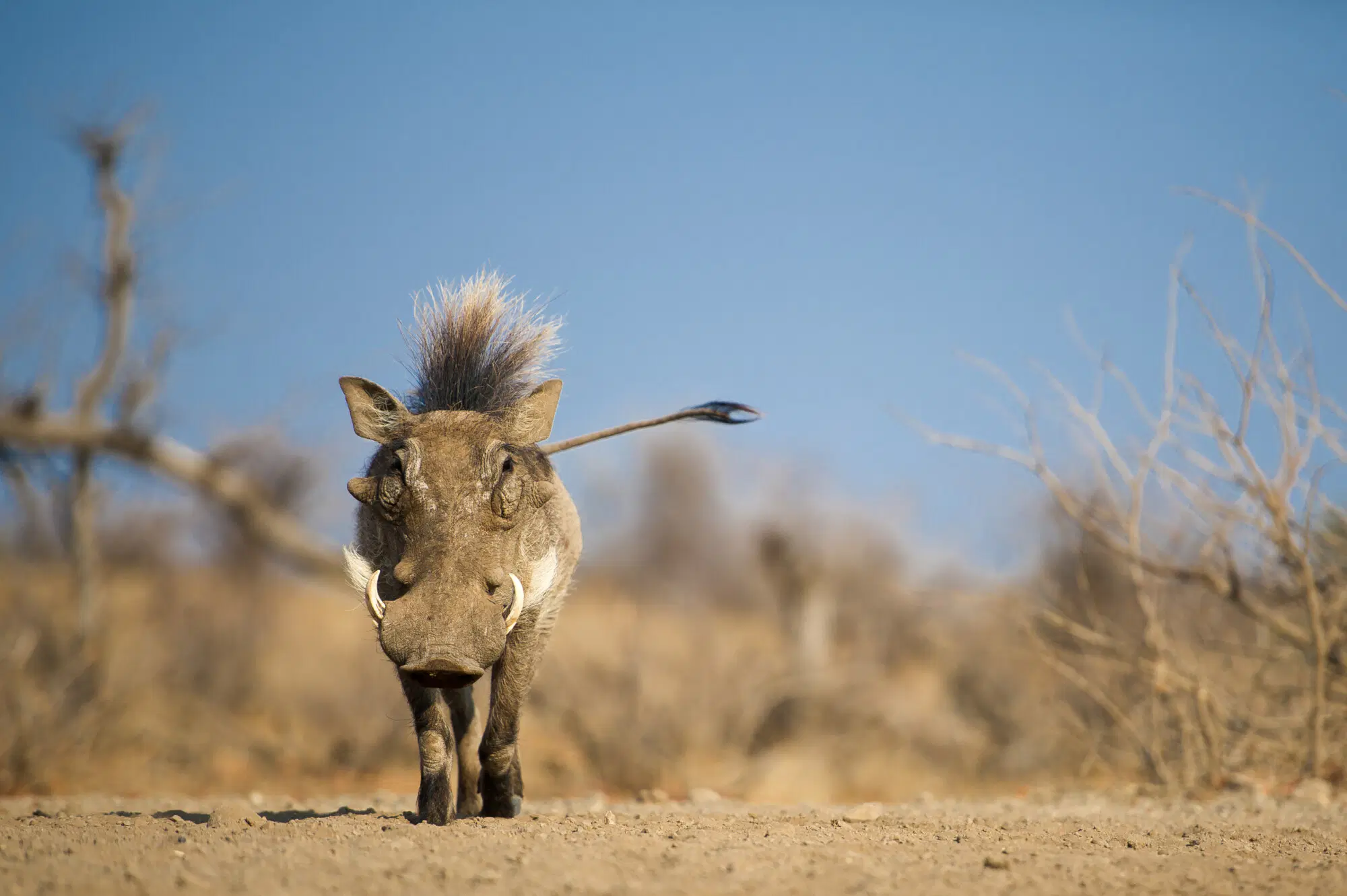 Central Kalahari Game Reserve