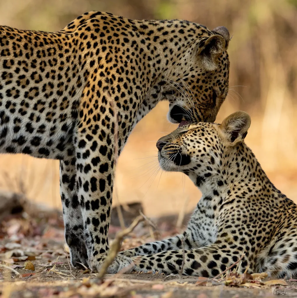 South Luangwa Wilderness & Leopards
