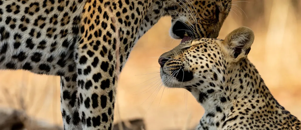 South Luangwa Wilderness & Leopards