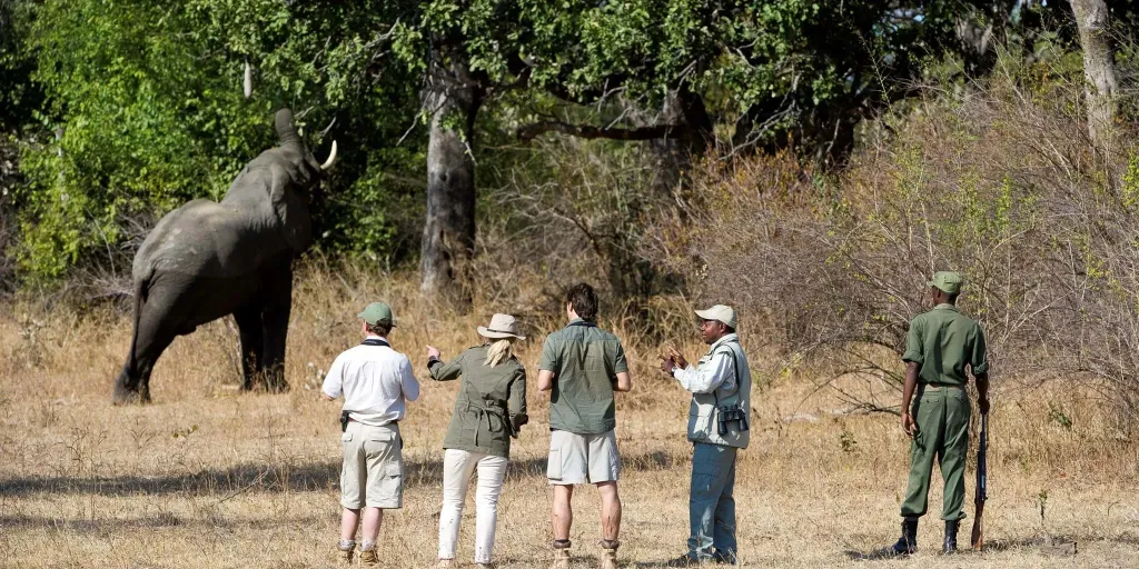 Zambia Walking Safari