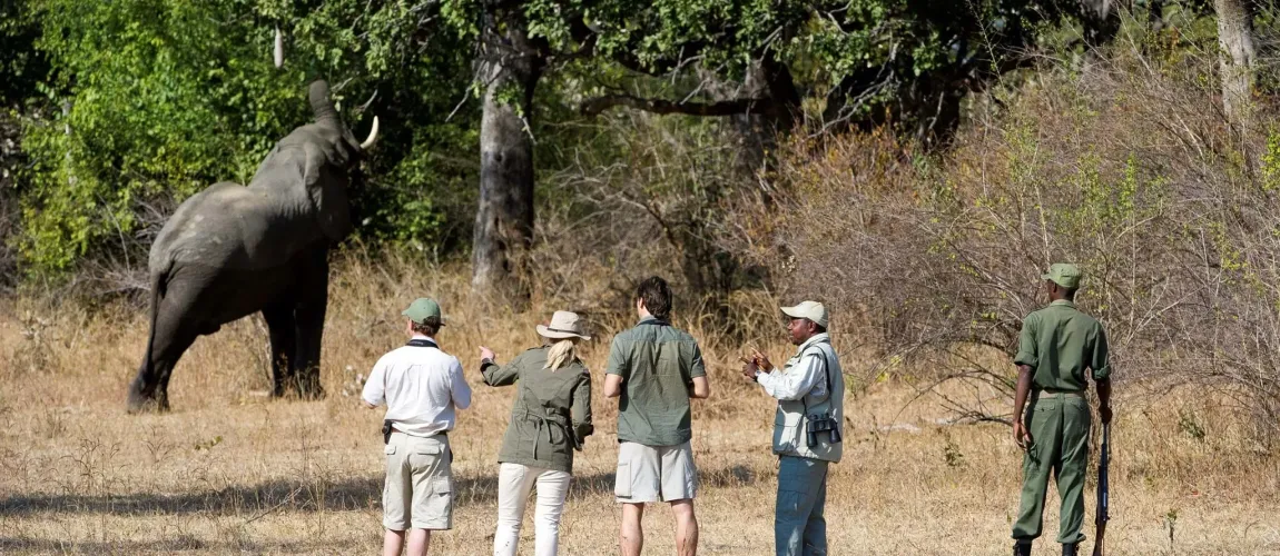 Zambia Walking Safari