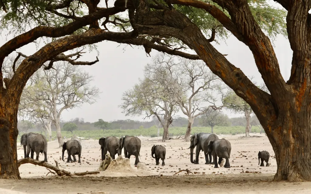 Falls & Hwange Wildlife C.