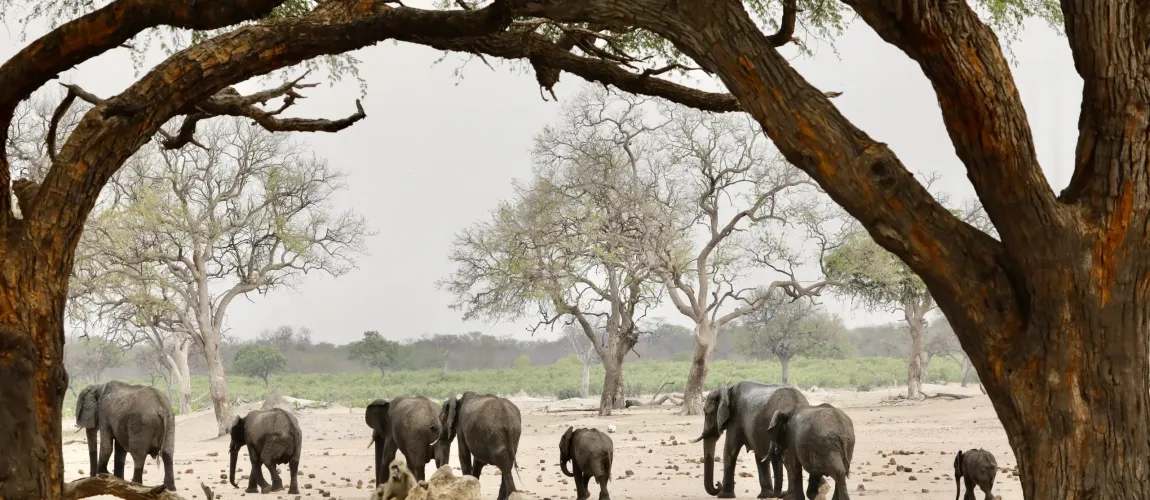 Falls & Hwange Wildlife C.