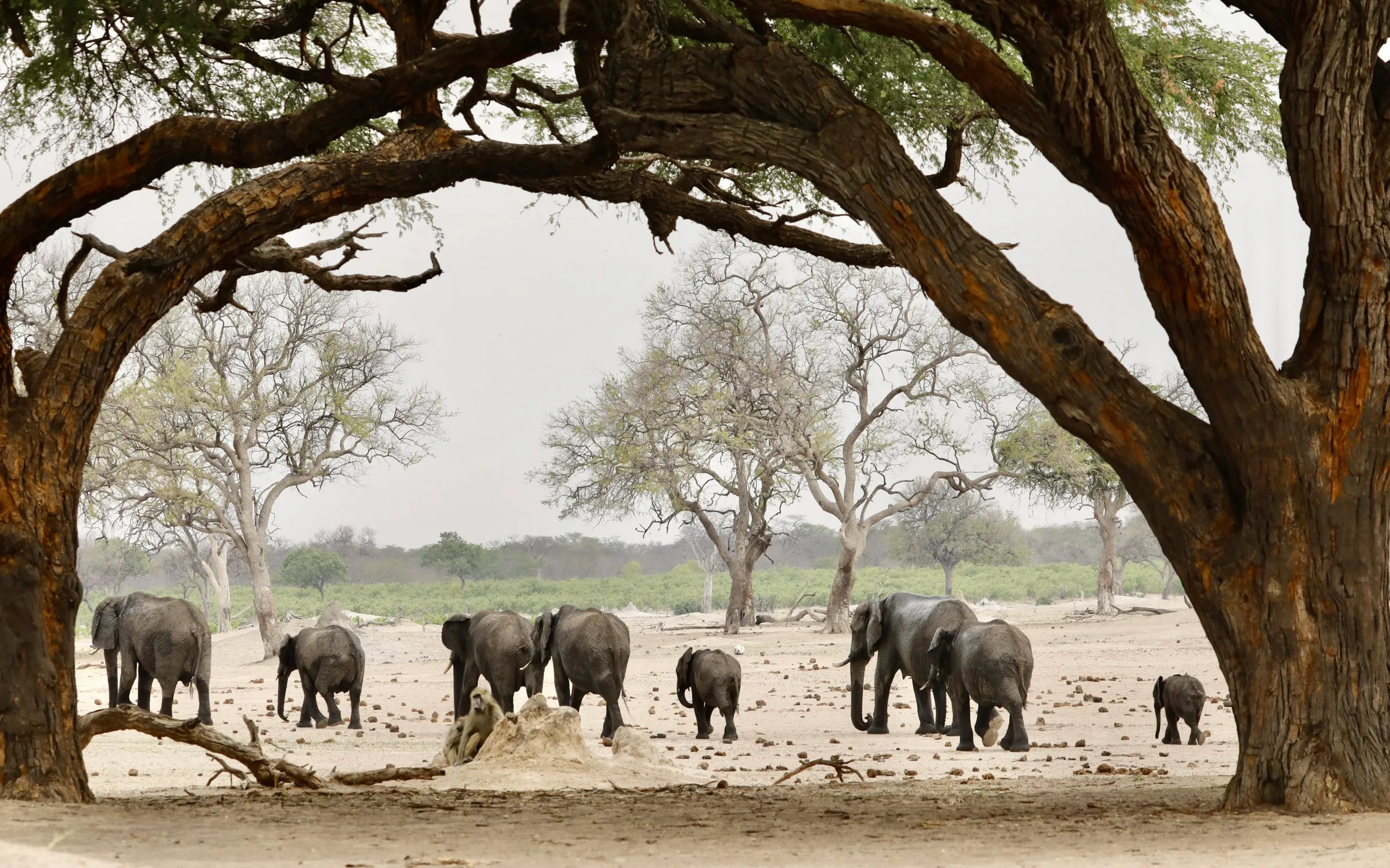 Falls & Hwange Wildlife C.