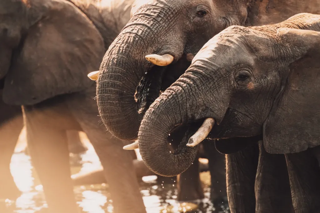 Hwange Elephant Sanctuary