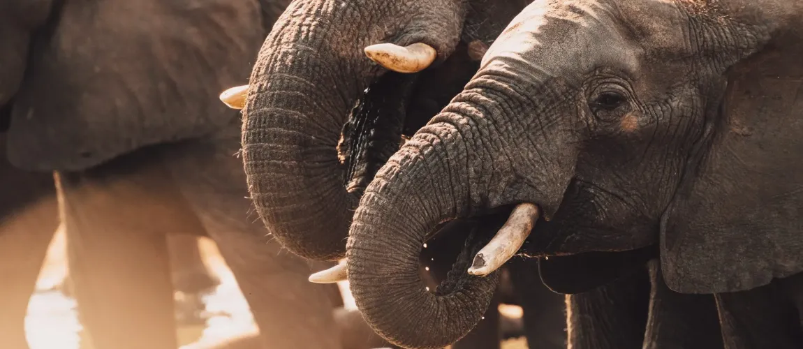 Hwange Elephant Sanctuary