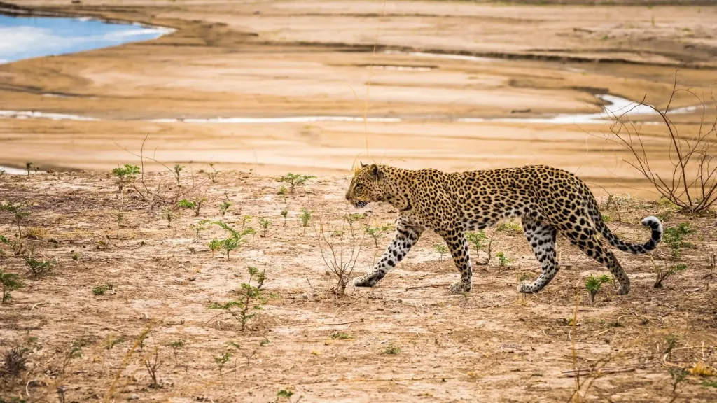 Kafue National Park