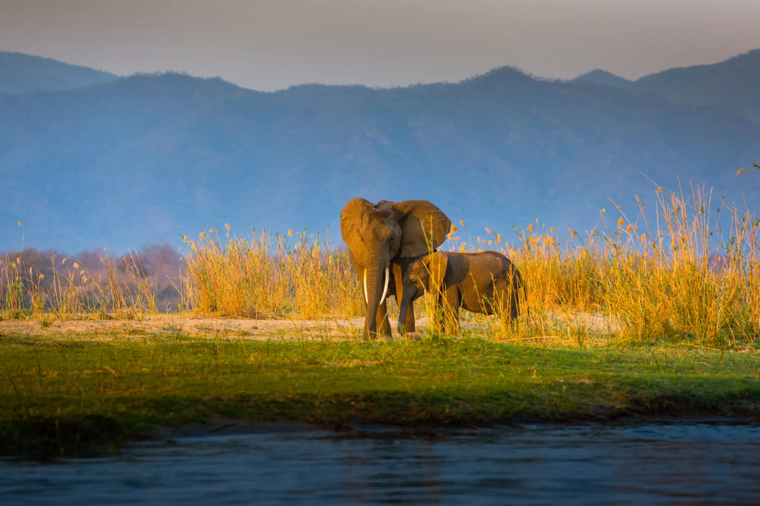 Lower Zambezi National Park
