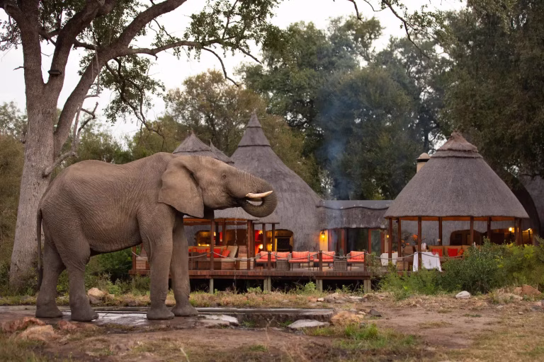 Ultimate South Africa Safaris Guide (2026): Packages, Prices, Kruger, Big Five & Best Time to Visit