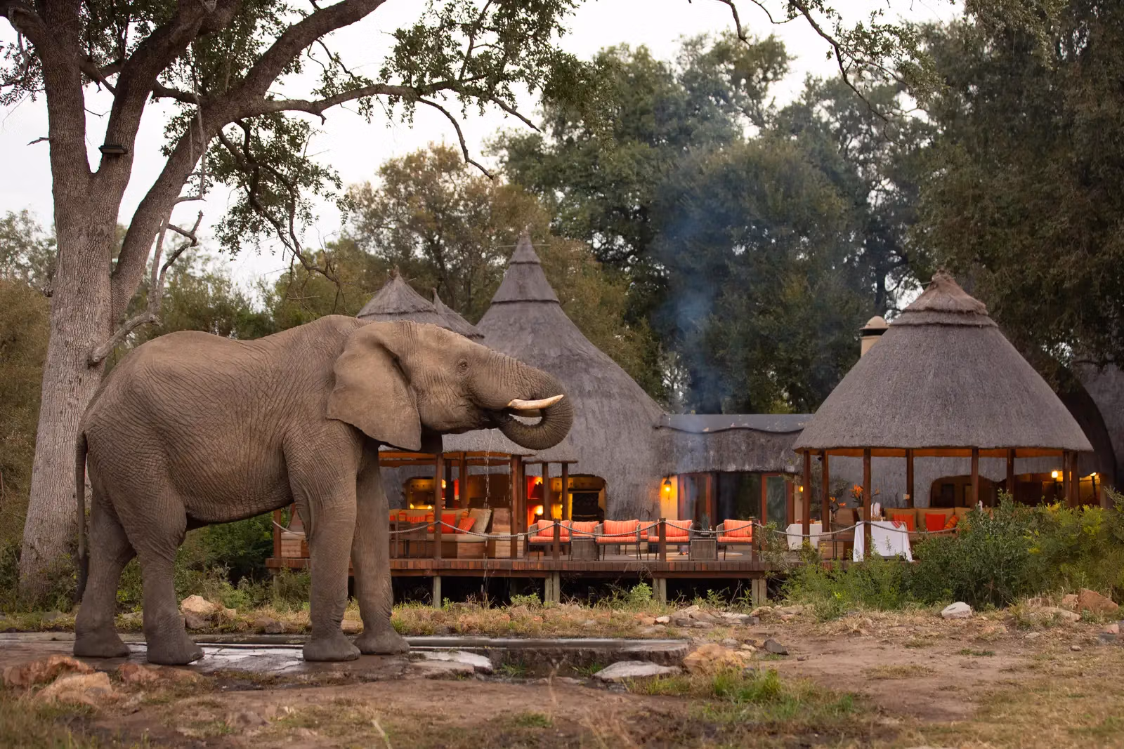 Ultimate South Africa Safaris Guide (2026): Packages, Prices, Kruger, Big Five & Best Time to Visit