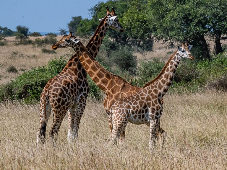 Uganda Wildlife Safaris: Best Parks, Animals & How to Plan