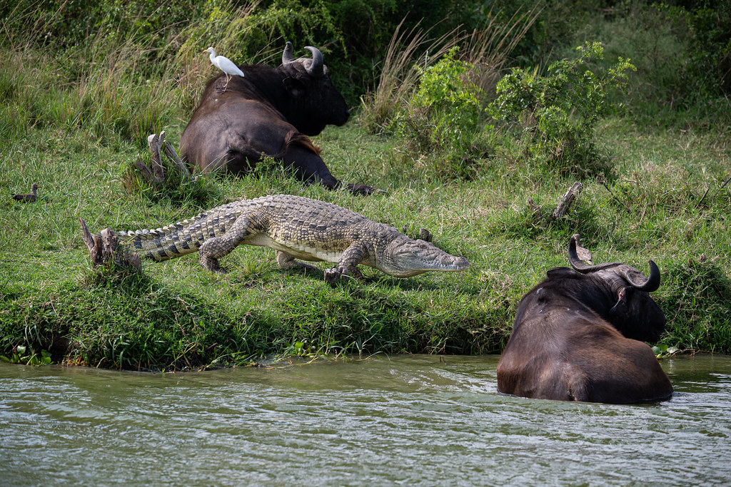 5 Days Kibale Forest Chimpanzee Trekking Tour and Queen Elizabeth National Park Wildlife Safari