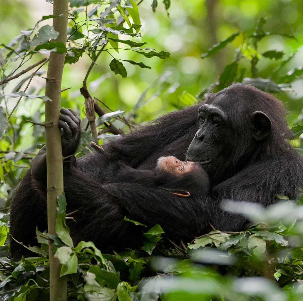4 Days Murchison Falls Wildlife Safari & Chimpanzee Trekking