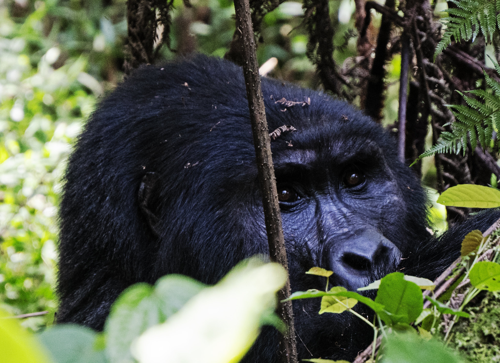 3 Days Mgahinga Gorilla Trekking Safari