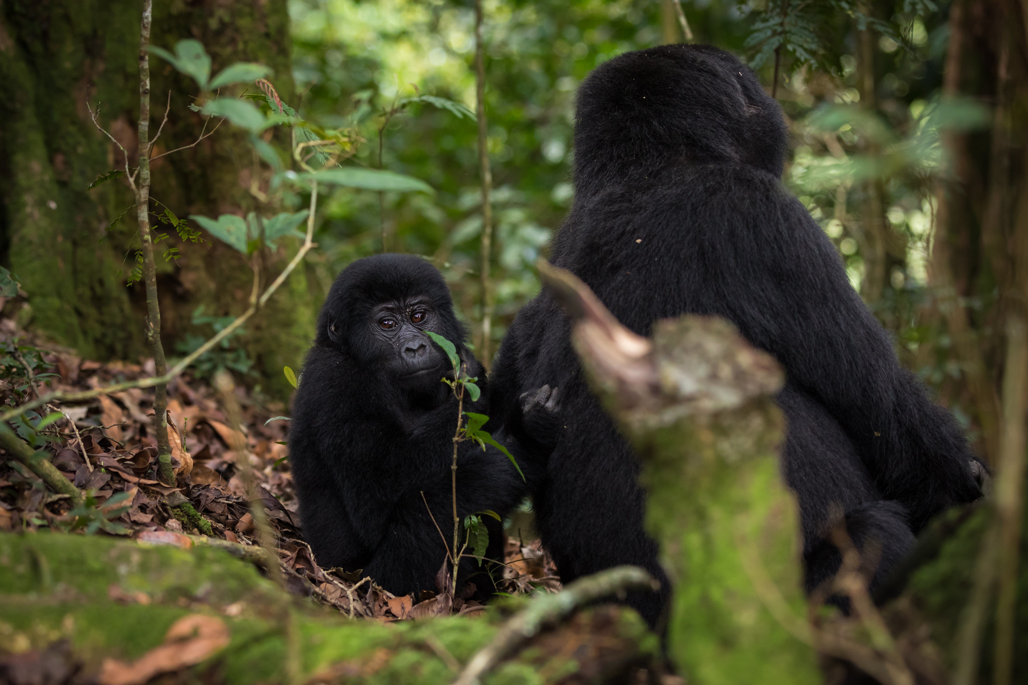 Bwindi Impenetrable National Park