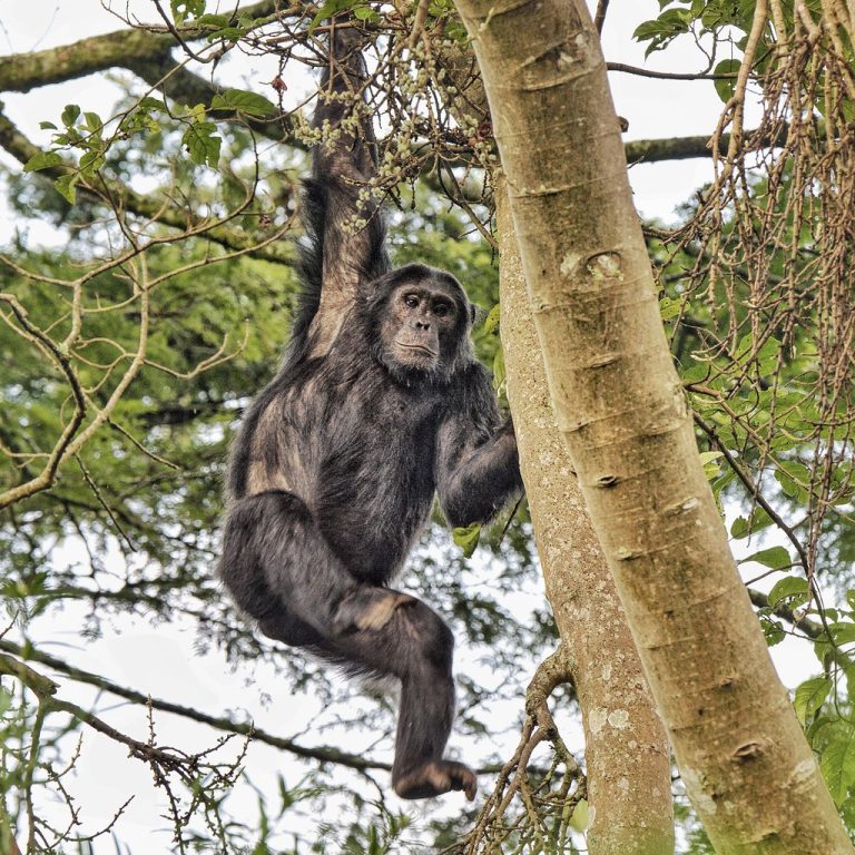 Chimpanzee communities