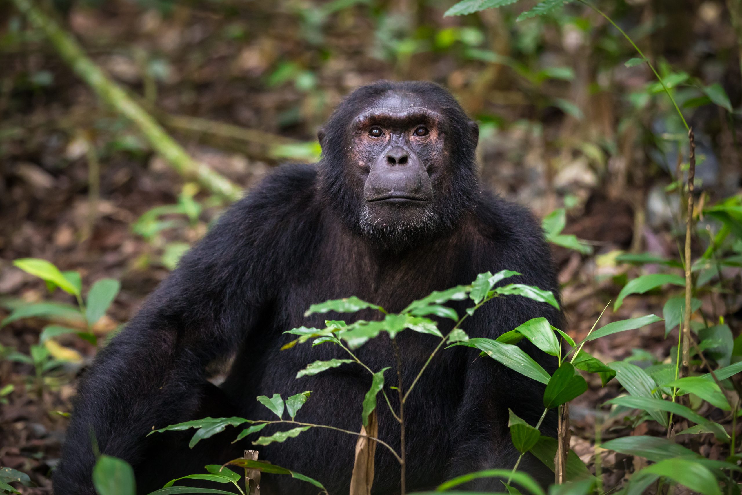 3 Days Kibale Chimpanzee Trekking Tour