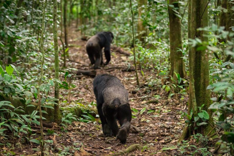 Chimpanzees